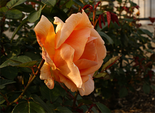 e0150566_403497.jpg