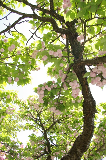 八重桜のトンネルと兼六園菊桜_f0146174_05917.jpg