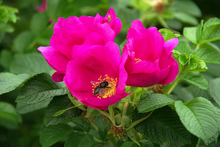 e0153076_7461198.jpg