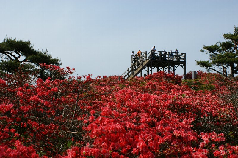 高柴山～満開のツツジ_f0170180_6592582.jpg