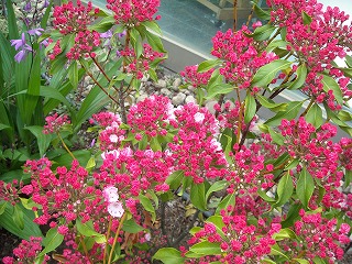 f0183480_1315159.jpg
