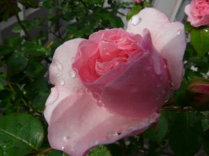 2009年5月21日 重労働続く_b0098584_722079.jpg