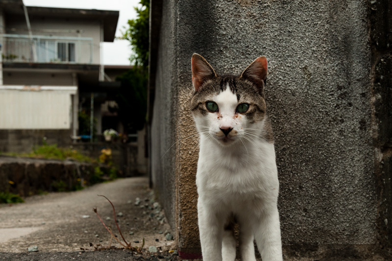 小さな漁村の_d0142891_71885.jpg