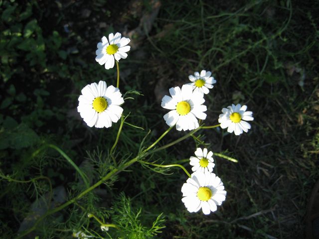 c0099395_16404552.jpg
