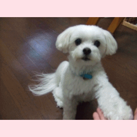f0148595_2114014.gif