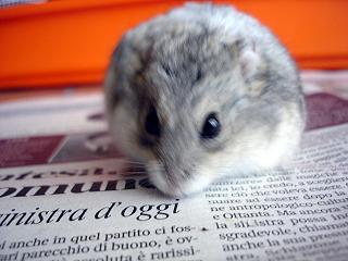 新聞を読むゴマたん （Criceto）_d0006400_337122.jpg