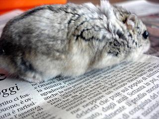 新聞を読むゴマたん （Criceto）_d0006400_3372178.jpg