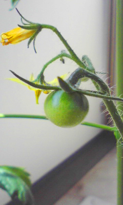 f0185403_11352237.jpg