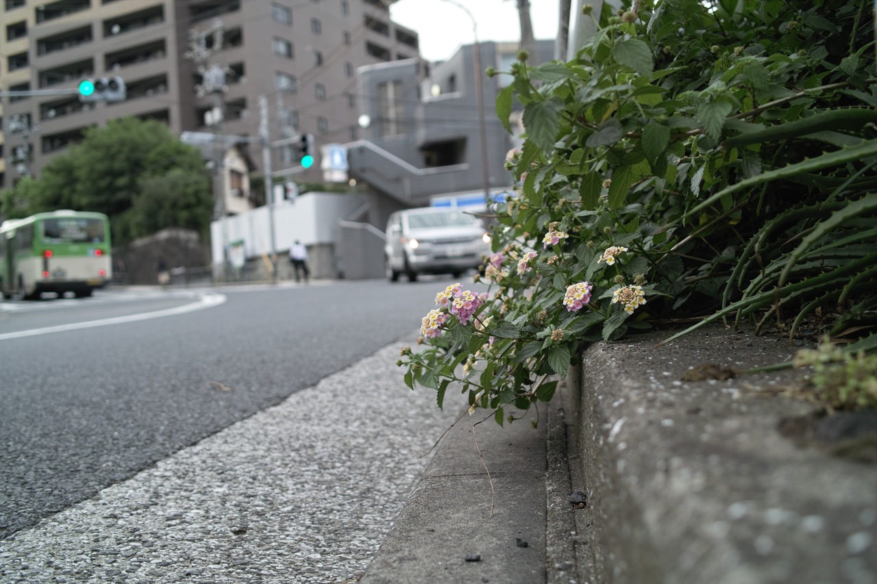 23 May 09  路傍の草花 with DP2_b0137311_23131229.jpg