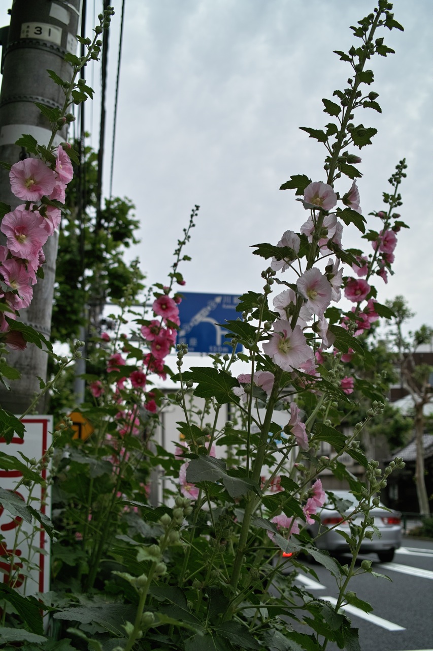 b0137311_23839100.jpg
