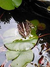 トノサマガエル、ふたたび現る_c0173113_11241314.jpg