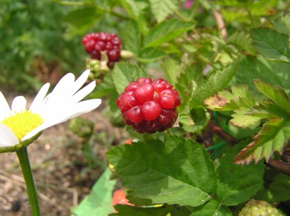 b0167815_20515447.jpg