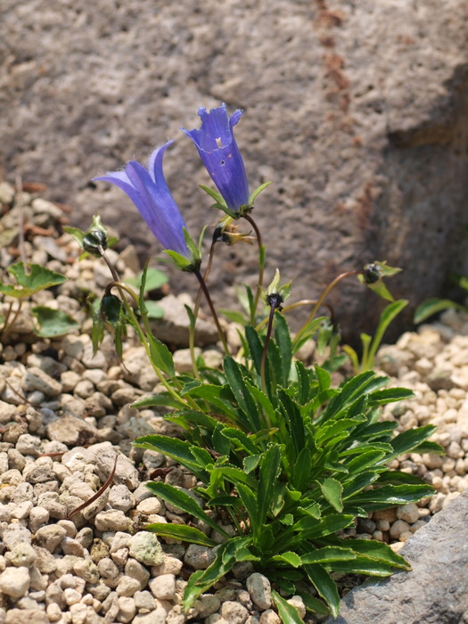 広島市植物公園　ロックガーデンなどの花々_c0116915_23374077.jpg