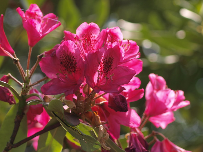 広島市植物公園　ロックガーデンなどの花々_c0116915_23401932.jpg