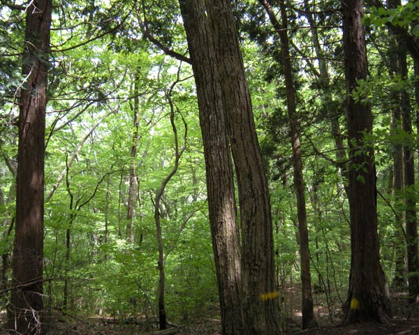 c0047341_824199.jpg