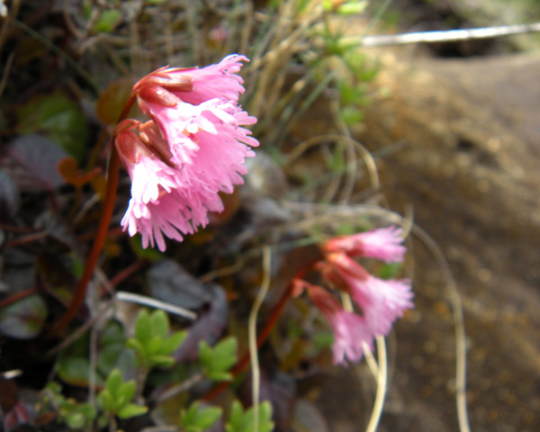 c0047341_851030.jpg