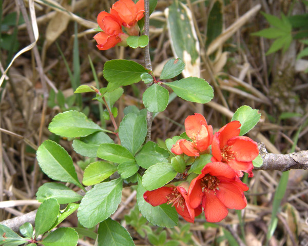 c0047341_862515.jpg