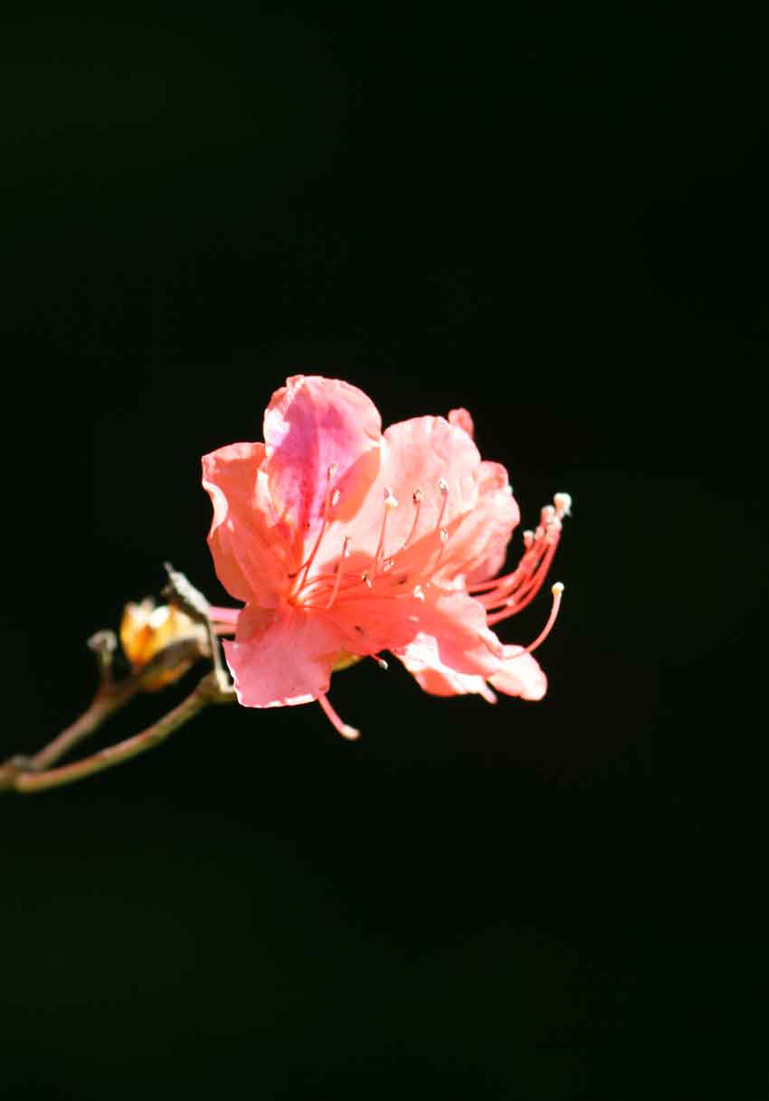 船窪つつじ公園のオンツツジ すえドンのフォト日記