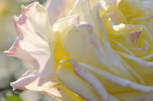c0093046_7211497.gif