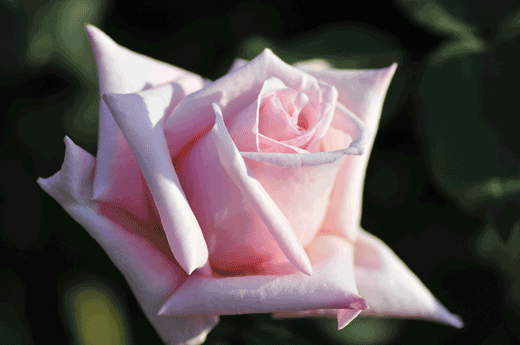 c0093046_7213161.gif