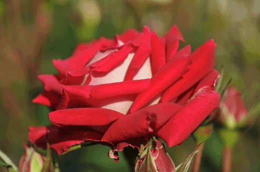 c0093046_7215727.gif
