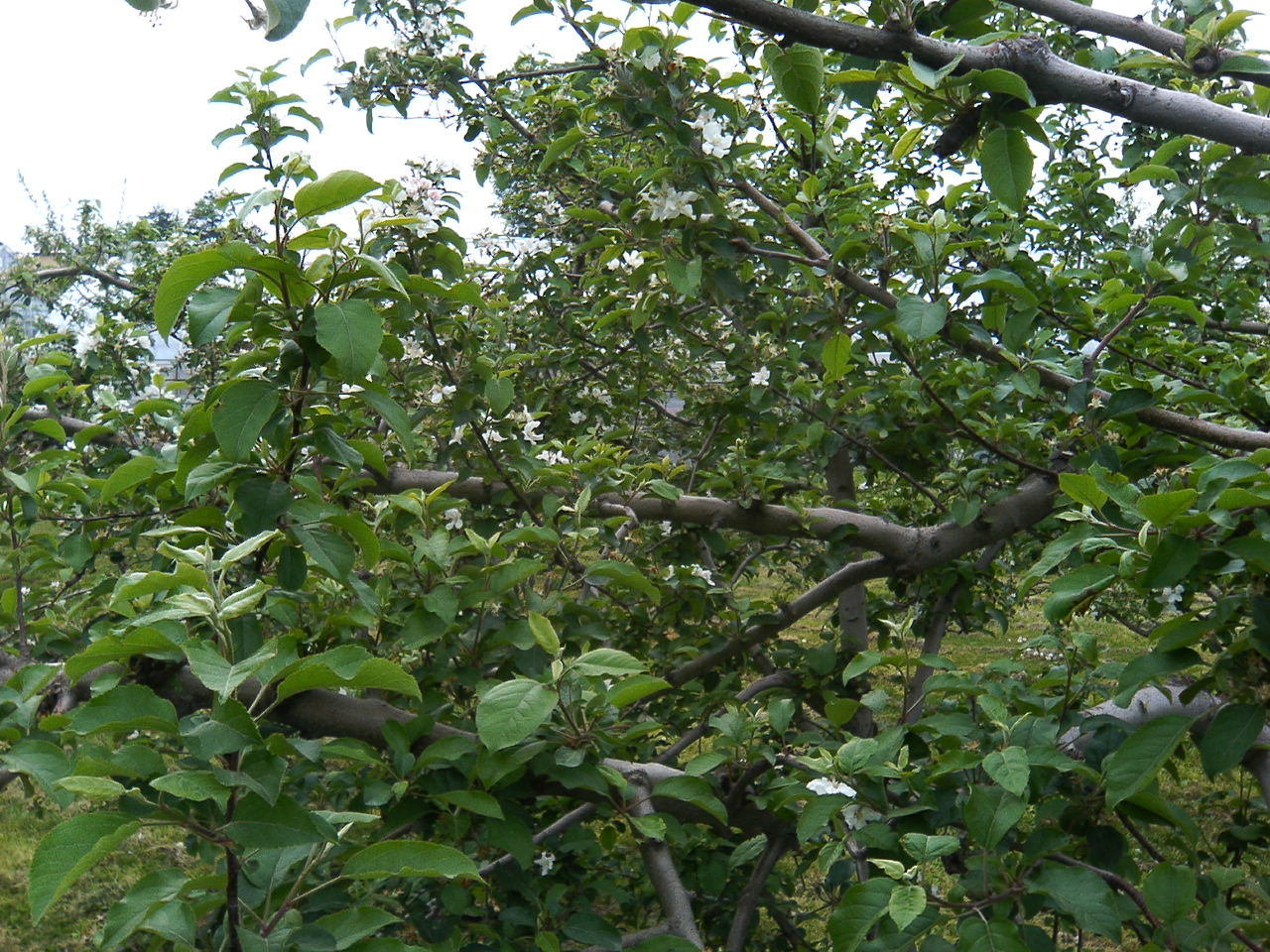 f0104457_5431532.jpg