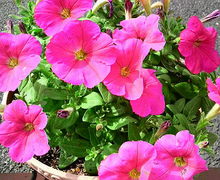 b0084368_23231449.jpg