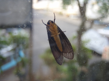 モスラ?_a0077071_17244887.jpg