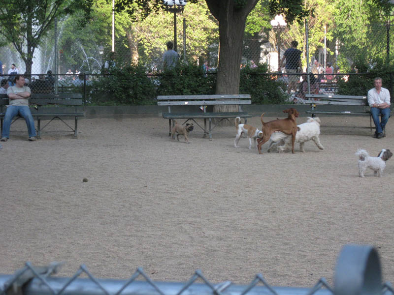 新しくなったワシントンスクエアーパーク２　NYの犬_f0181181_2322998.jpg