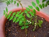 e0150989_1411857.jpg