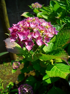 e0150989_1452475.jpg
