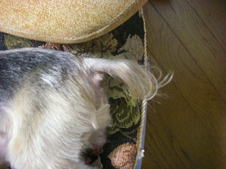 c0191390_2192038.jpg