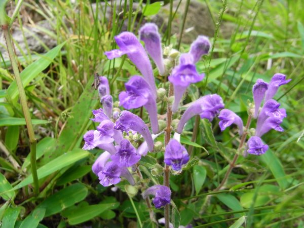 f0187402_2103598.jpg