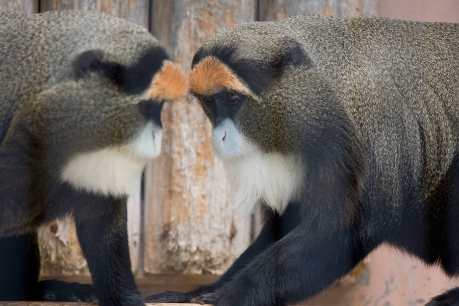 王子動物園2009 (2)_b0043304_2304642.jpg