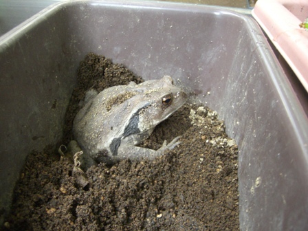 アズマヒキガエル_b0049307_014373.jpg