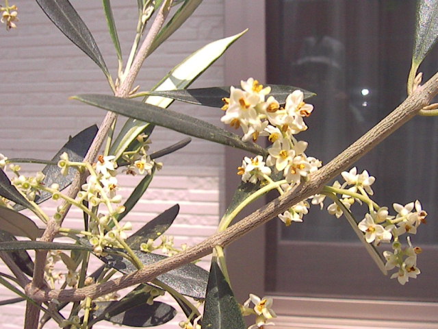 f0038407_2331442.jpg
