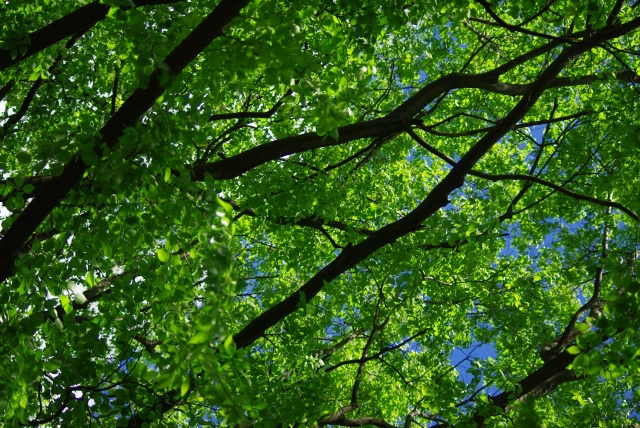 c0156908_128425.jpg