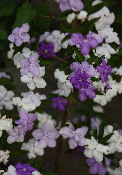 庭のバラ＆草花　⑫_c0100214_11442767.jpg