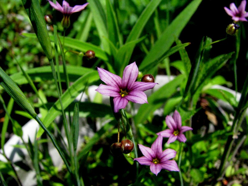 a0004023_1015349.jpg
