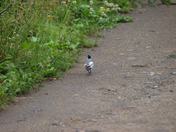 歩け歩け大行進！ 鳥だけど、、、の巻_b0137723_22473488.jpg