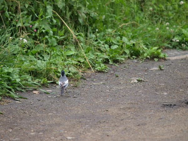 歩け歩け大行進！ 鳥だけど、、、の巻_b0137723_22474296.jpg