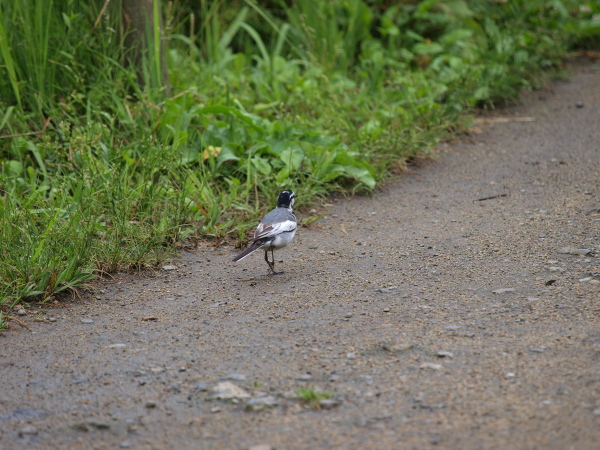 歩け歩け大行進！ 鳥だけど、、、の巻_b0137723_2247911.jpg