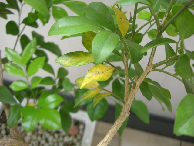 ロイヤル ジャスミン 落ちる葉 伸びる葉 テイスティ ライフ