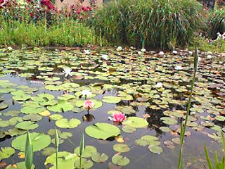 c0067324_16115693.jpg