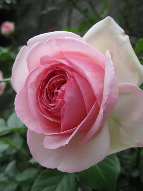 c0019131_17101626.jpg
