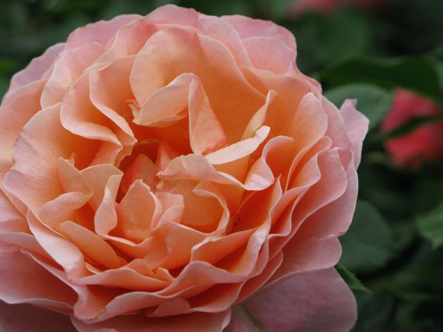 c0019131_17115671.jpg