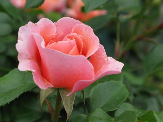 c0019131_1712778.jpg
