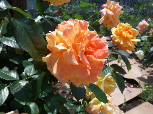 f0045433_23134168.jpg