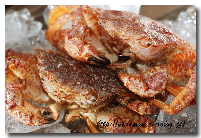 栗蟹／クリガニ............... 小振りですが安くて美味しい蟹です ☆ : 魚屋三代目日記