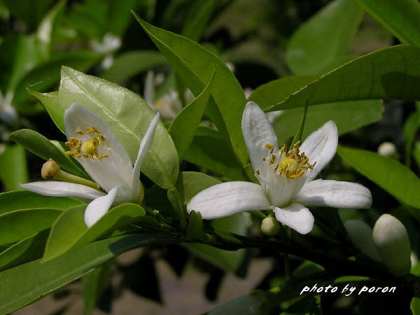 山田池公園の樹木種の開花（５月下旬）_c0137342_1003711.jpg